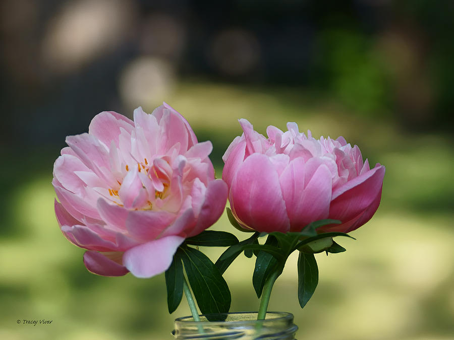 Pink Peonies in a Glass Jar Photograph by Tracey Vivar