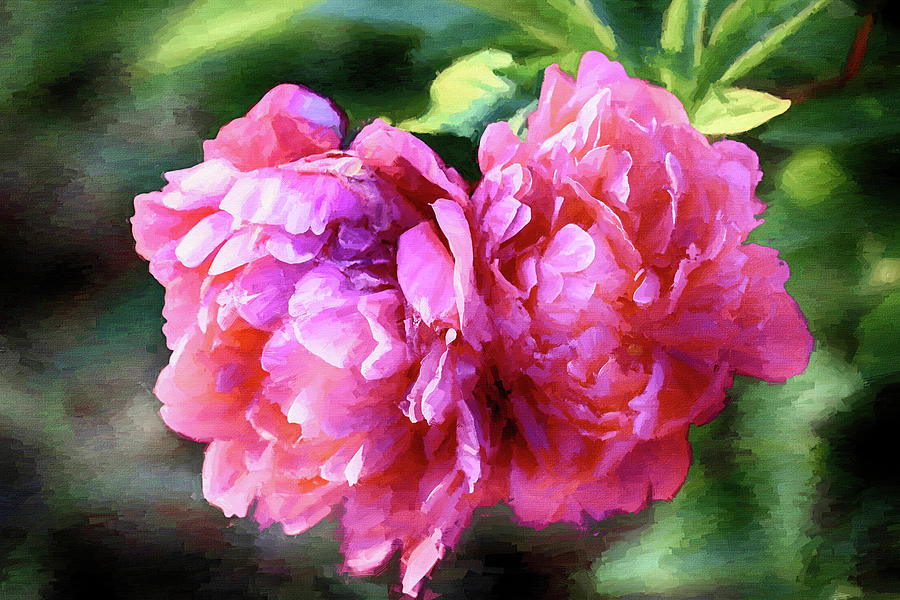 Pink Peonies Painterly 070223 Photograph by Mary Bedy