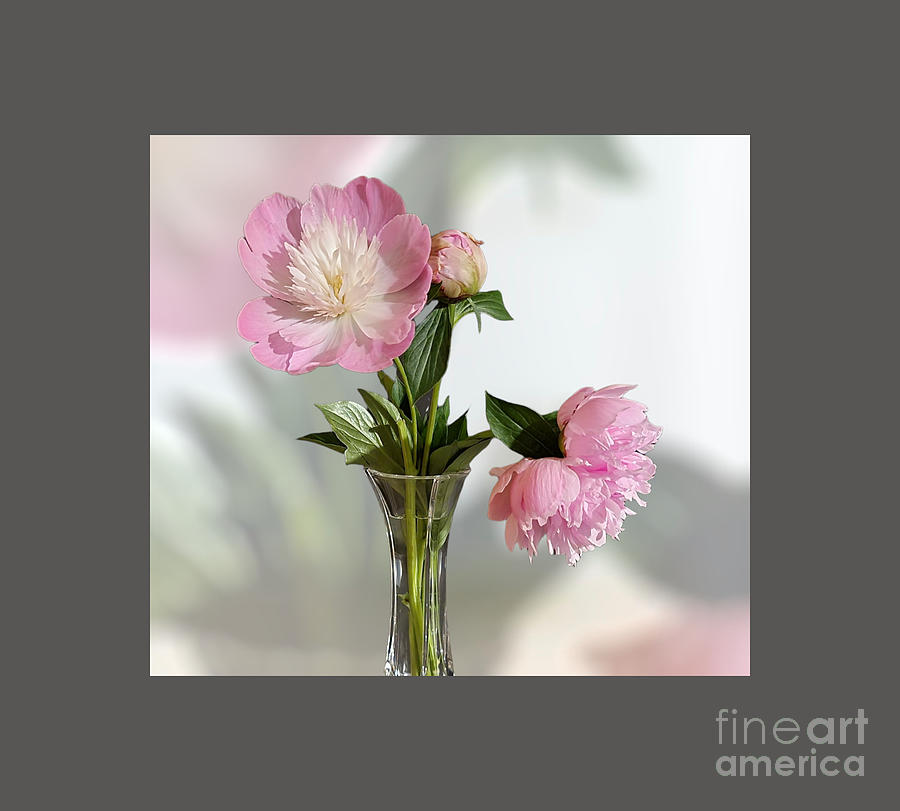 Pink Peonies Vase Photograph by Jeannie Rhode