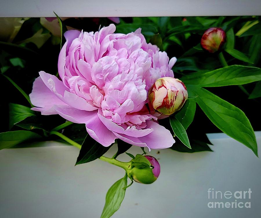 Pink Peonies With Buds Photograph by Jeannie Rhode