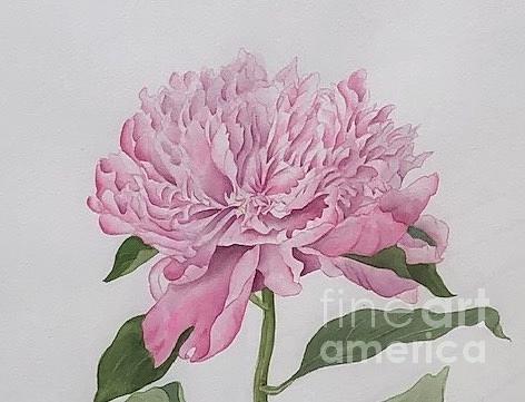 Pink Peony Painting by Albert Massimi