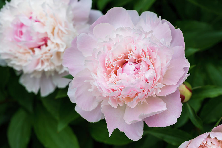 Pink Peony Photograph by Amanda Poffenberger - Fine Art America