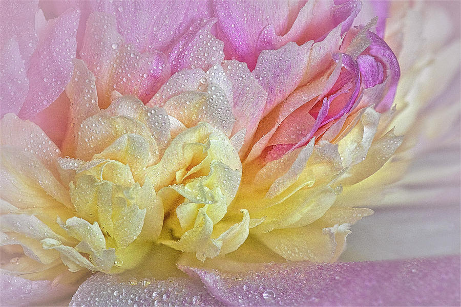 Pink Peony And Drops Photograph by Susan Candelario