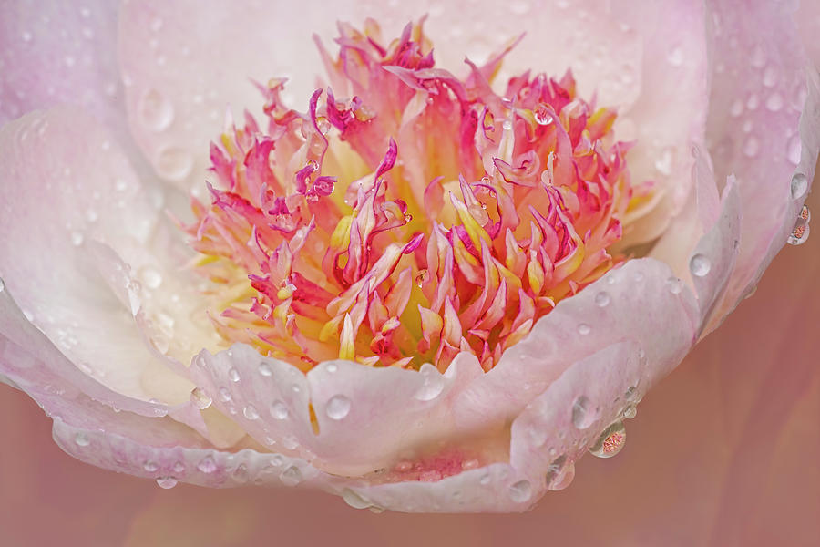 Pink Peony And Water Drops Photograph by Susan Candelario