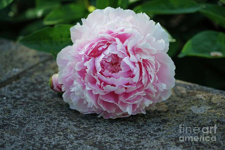 Nature Photograph - Pink Peony at Rest by Rachel Cohen