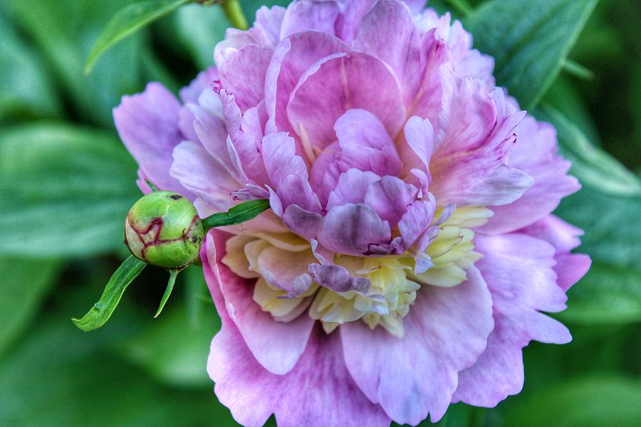 Pink Peony Bloom Photograph by Patricia Oldfield Pixels