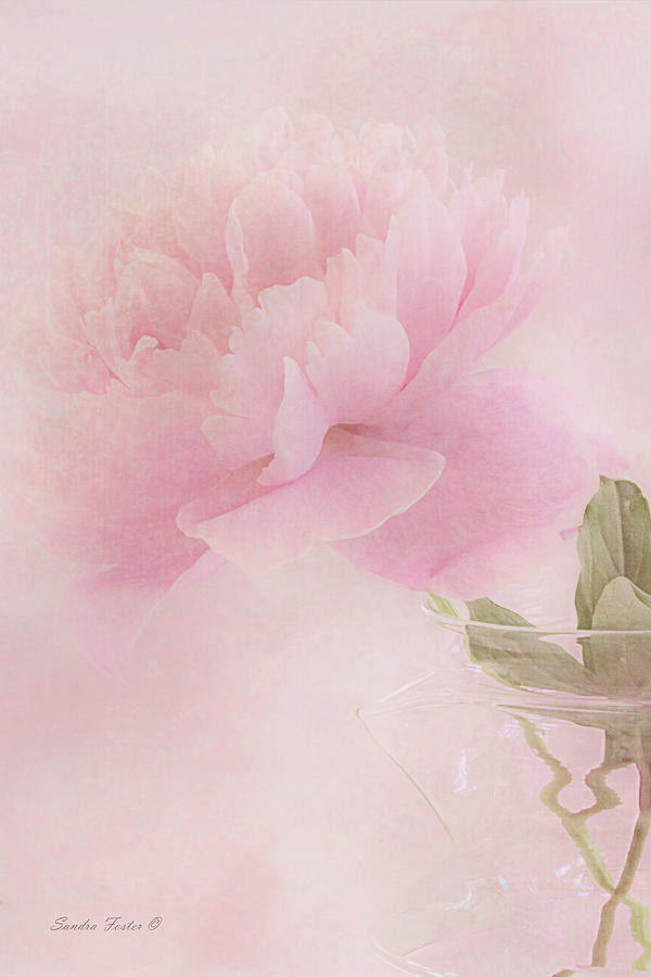 Pink Peony Blossom In Clear Glass Tea Pot - Vertical Photograph by Sandra Foster