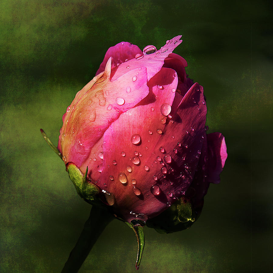 Pink Peony Bud with Dew Drops Photograph by Patti Deters