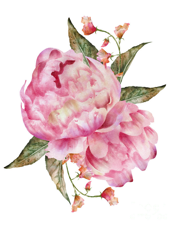 Pink Peony Floral Digital Art by Chiho Watanabe