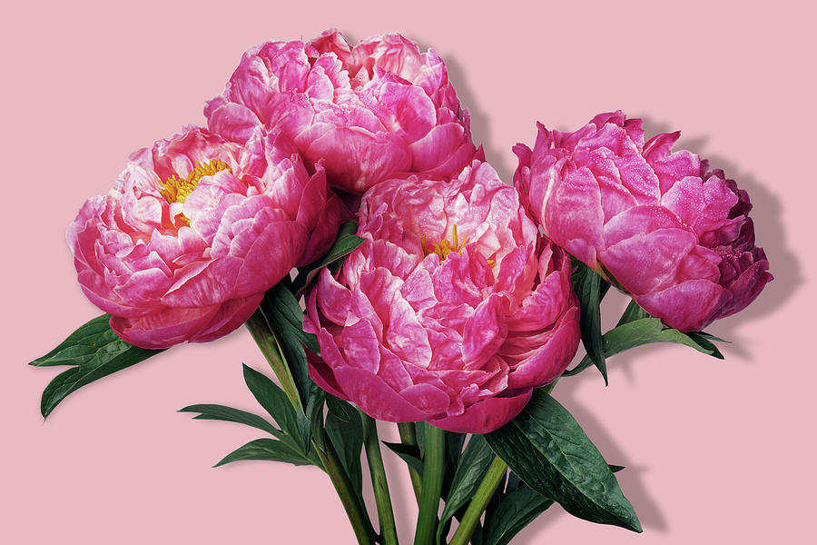Pink peony flower background, design space psd Painting by Tony Rubino