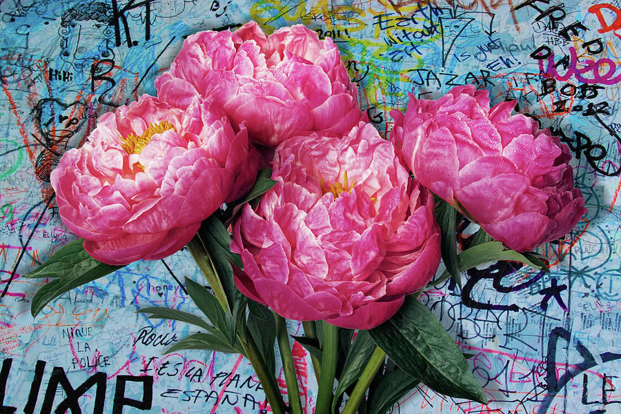 Pink peony flower Graffiti background, design space psd Painting by Tony Rubino