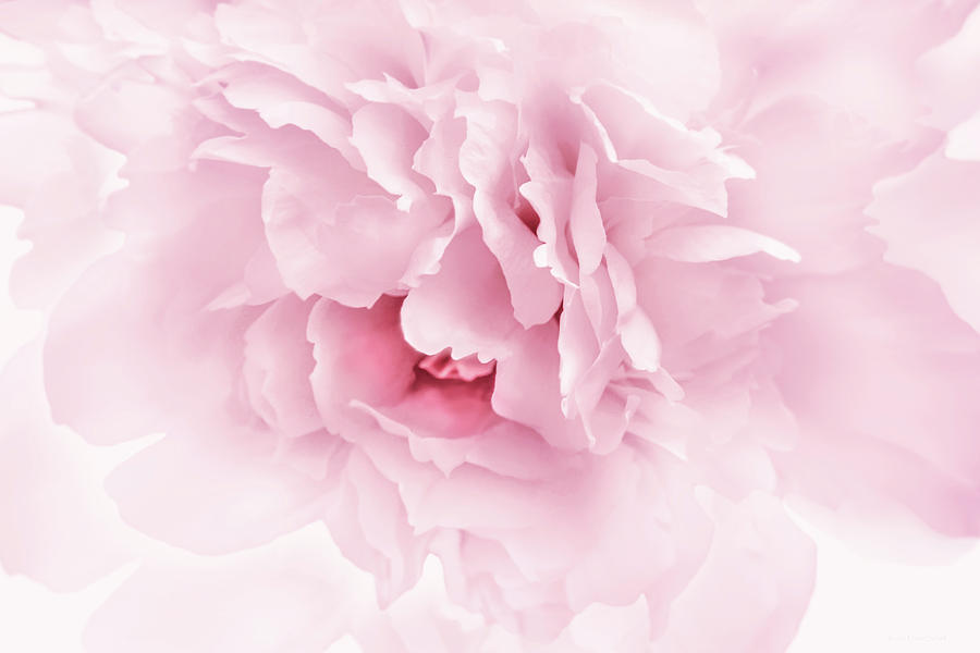  Pink Peony Flower Softness  Photograph by Jennie Marie Schell