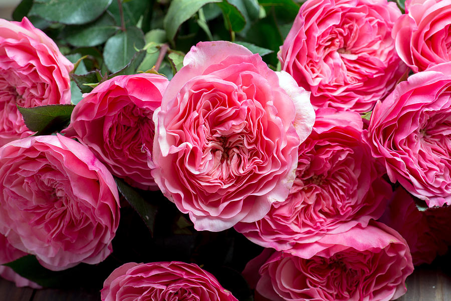 Pink Peony Flowers Photograph by grThirteen