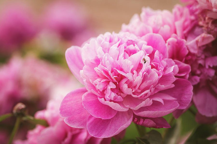 Pink Peony Flowers with a Tiny Ant Photograph by Laura Gampfer | Fine ...