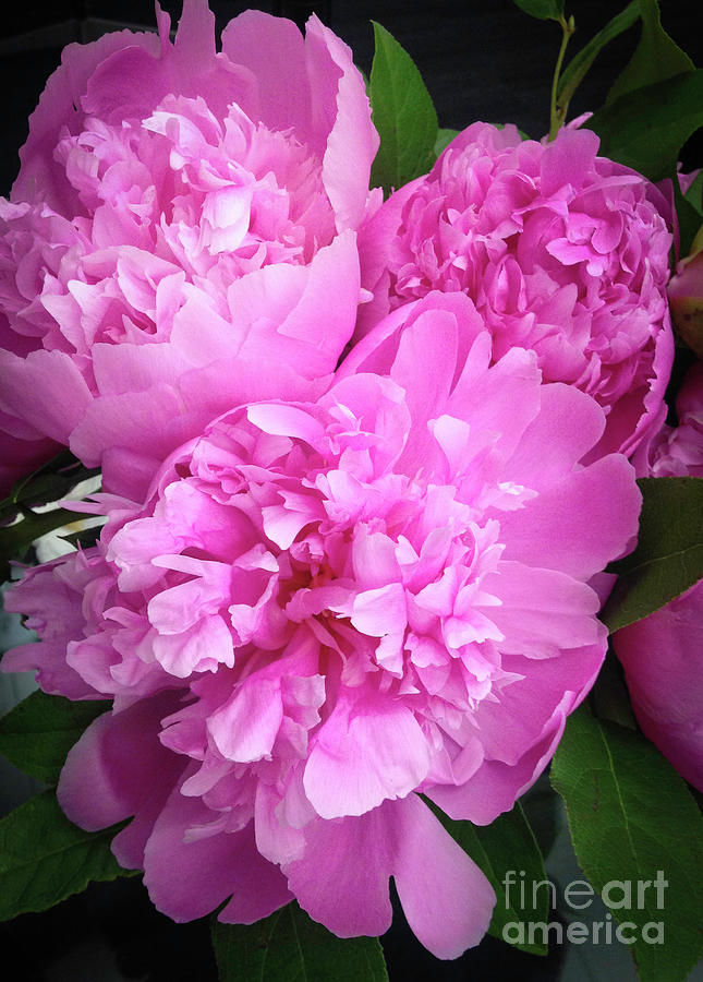 Pink Peony Photograph by Manuelas Camera Obscura