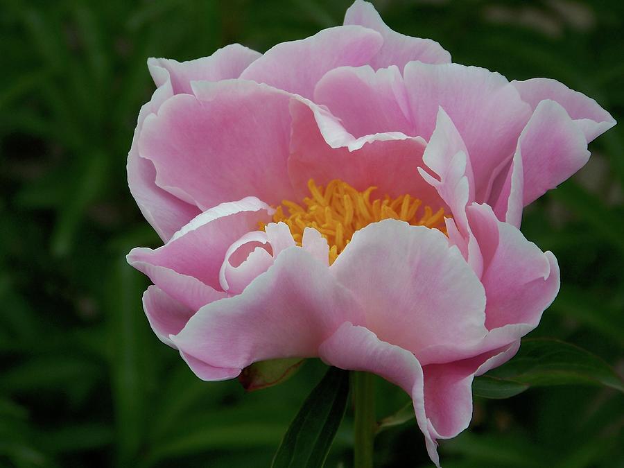 Pink Peony Photograph by Michelle Mahnke