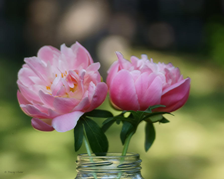 Pink Peony Pair in a Glass Jar Photograph by Tracey Vivar