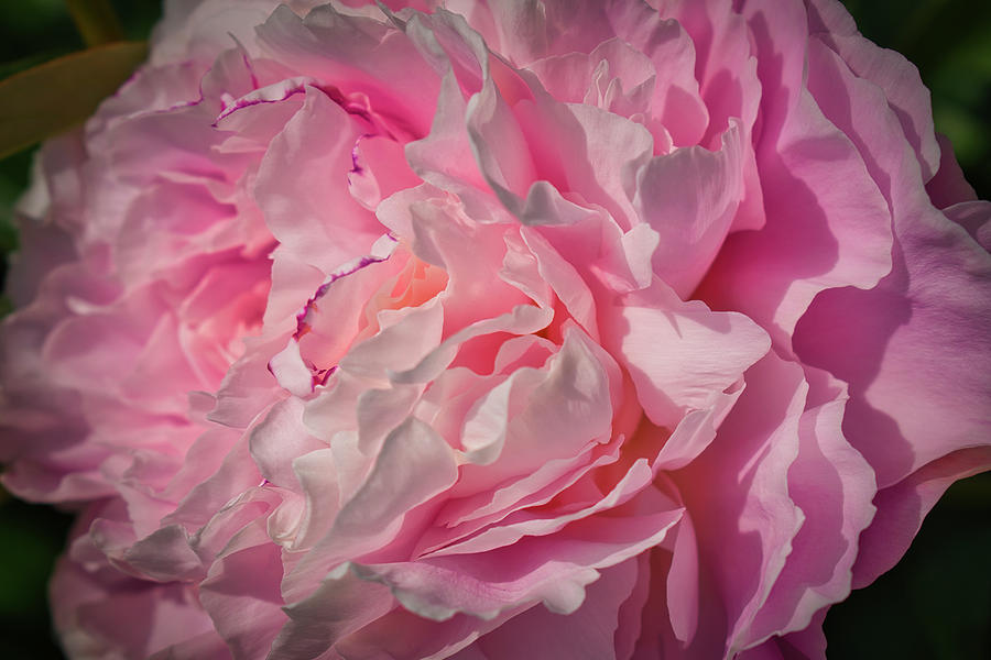 Pink Peony Perfection Photograph by Cathy Mahnke