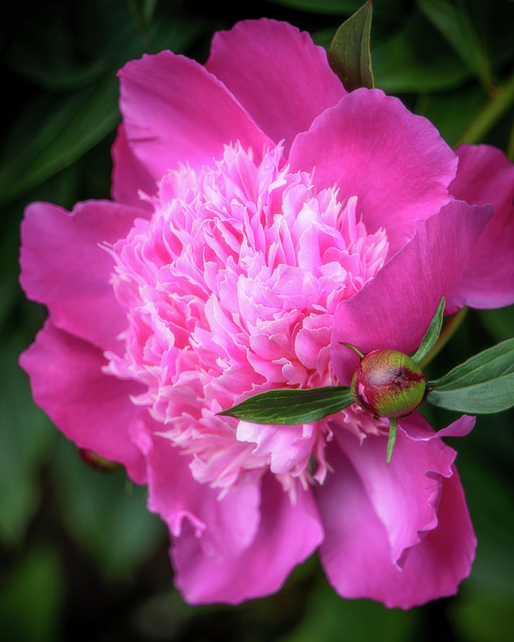 Pink Peony Perfection Photograph by Teresa Wilson