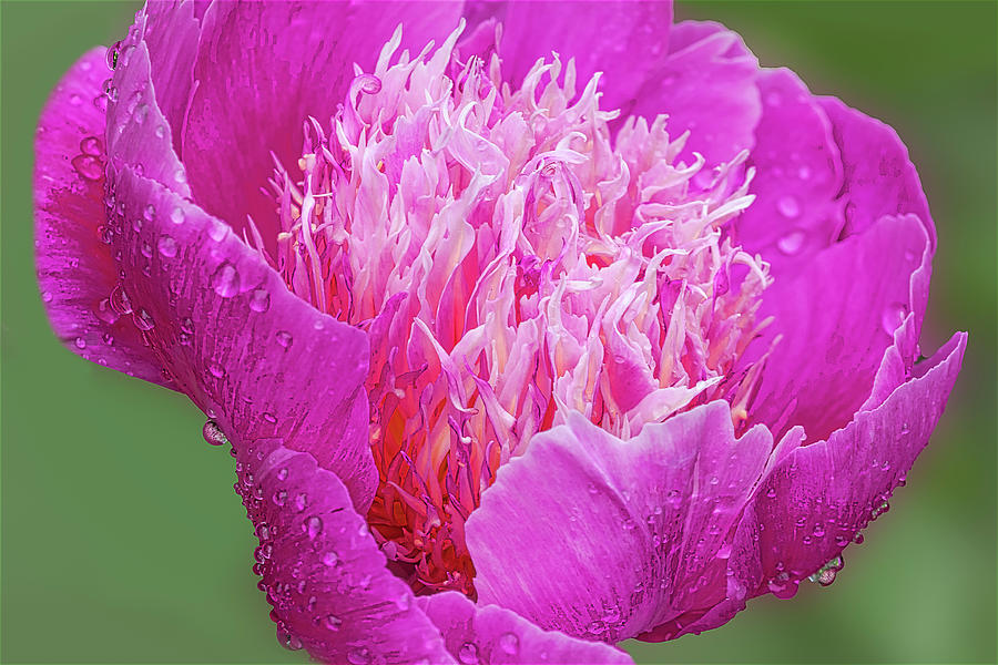 Pink Peony Rain Drops Photograph by Susan Candelario