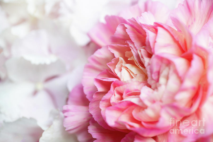 Pink peony softness Photograph by Delphimages Photo Creations