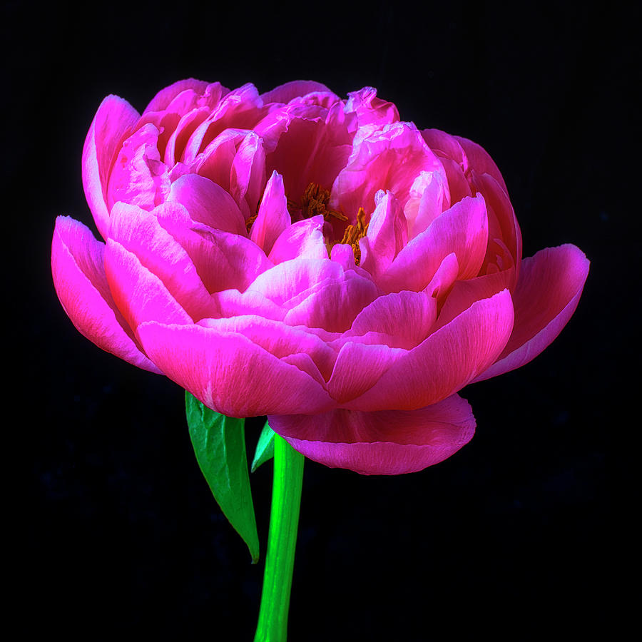 Pink Peony Still Life Photograph by Garry Gay