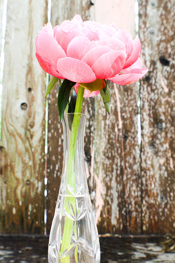 Pink Peony Photograph by W Craig Photography