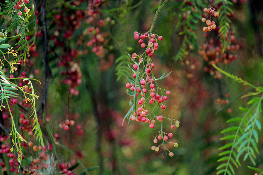 Pink peppercorn tree Photograph by Gregoria Gregoriou Crowe fine art and creative photography.