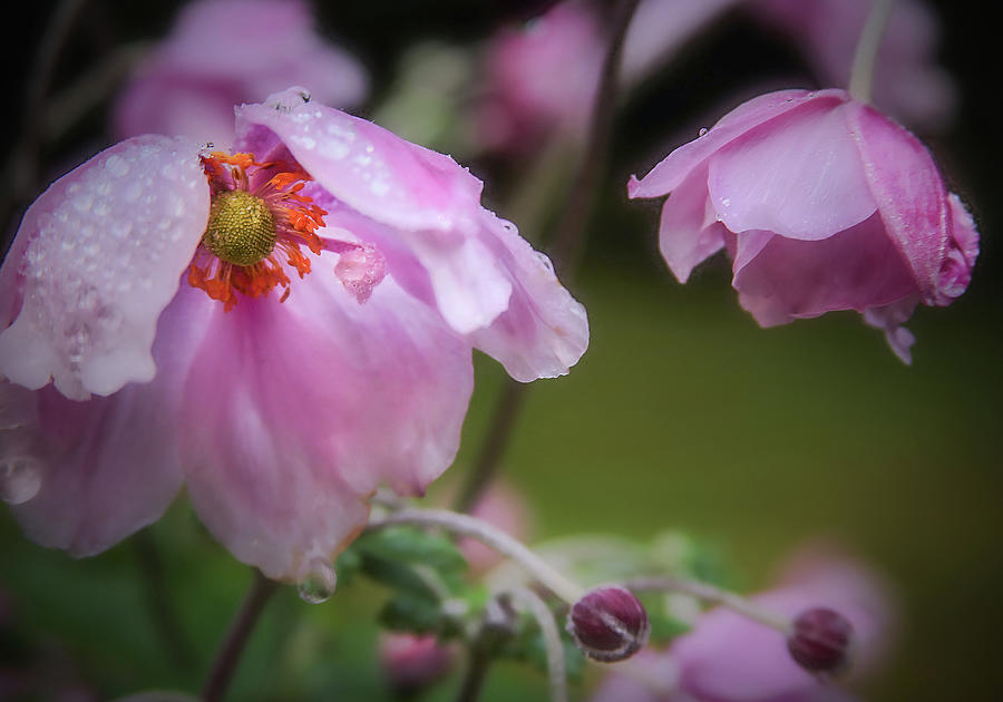 Pink Perennial Flowers Photograph by Sally Bauer