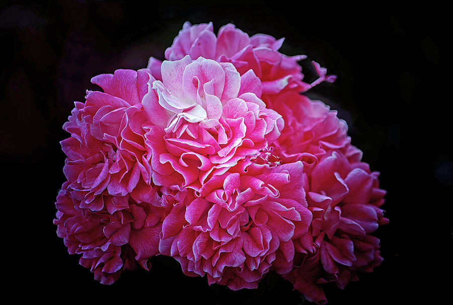 Pink Perfection Floral Photograph by Roberta Byram
