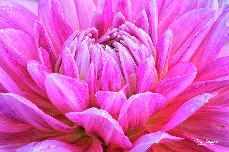 Pink Perfection Photograph by Peg Runyan