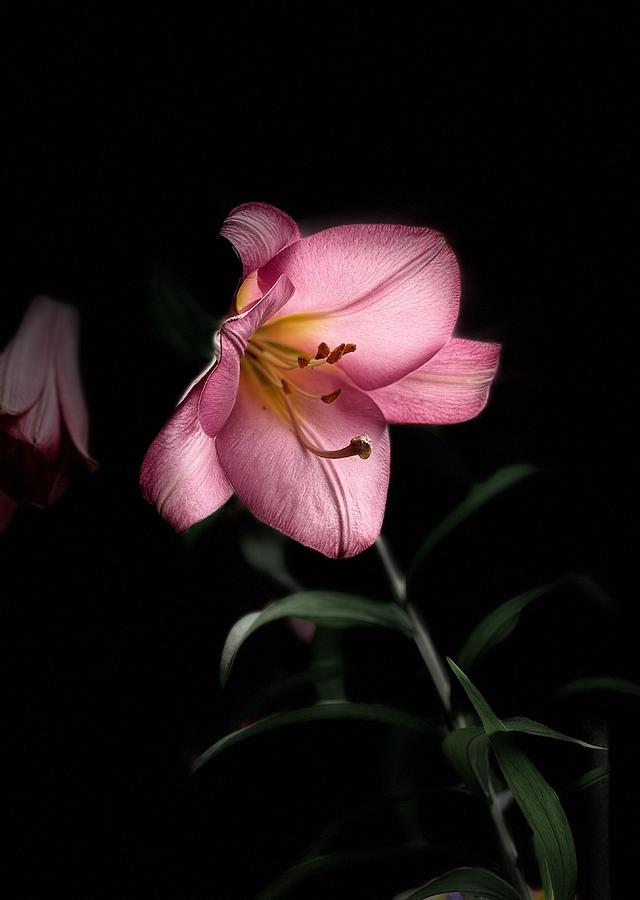 Pink Perfection Trumpet Lily Photograph by Alida M Haslett