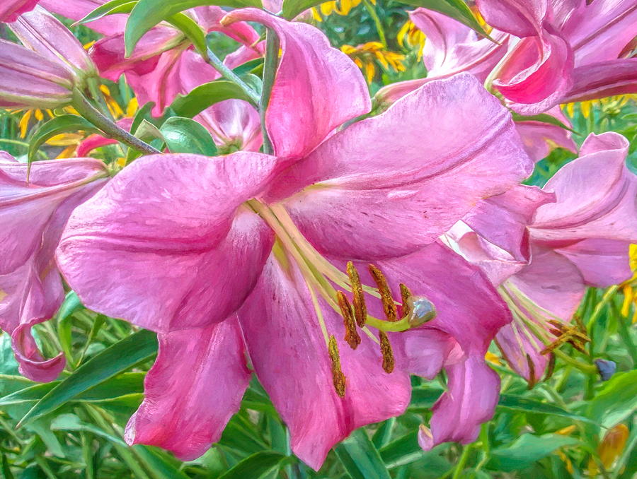 Pink Perfection Trumpet Lily Photograph by Susan Hope Finley