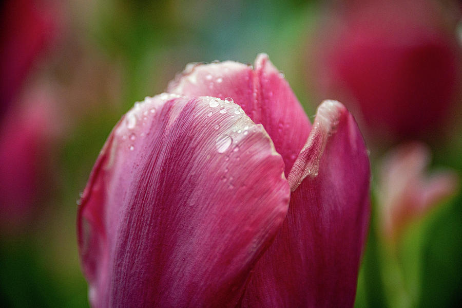 Pink Petal Drops Photograph by Kristopher Schoenleber