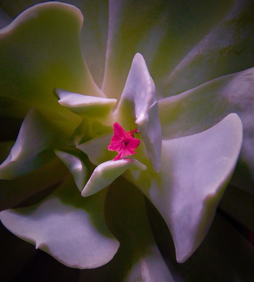 - Pink Petal on a Succulent Photograph by THERESA Nye