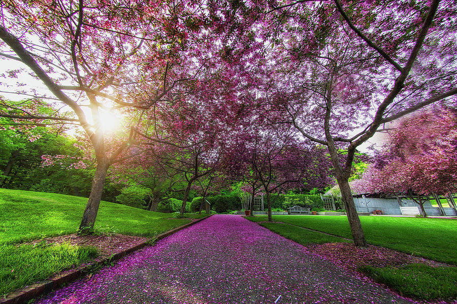 Pink Petal Trail Photograph by Nicole Engstrom