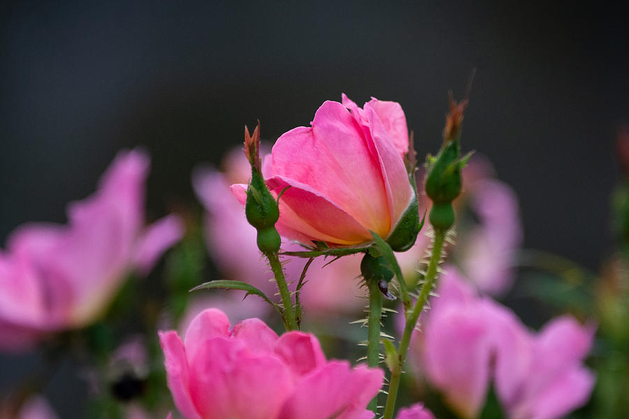 Pink Petals at the Park Photograph by Linda Bonaccorsi
