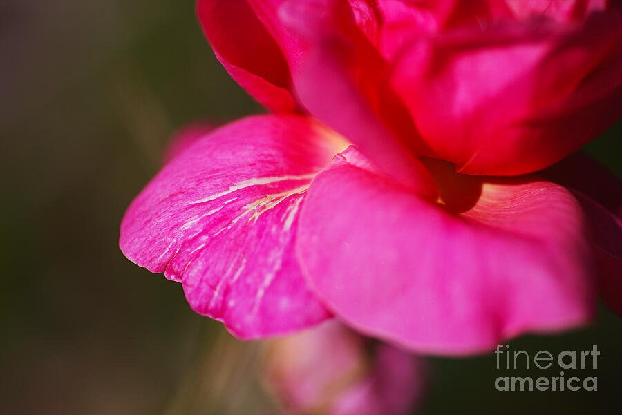 Pink Petals Below Rose Photograph by Joy Watson