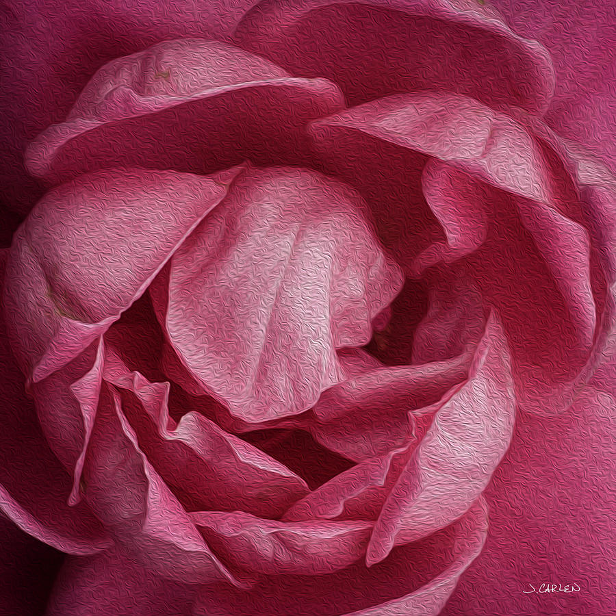 Pink Petals Photograph by Jim Carlen