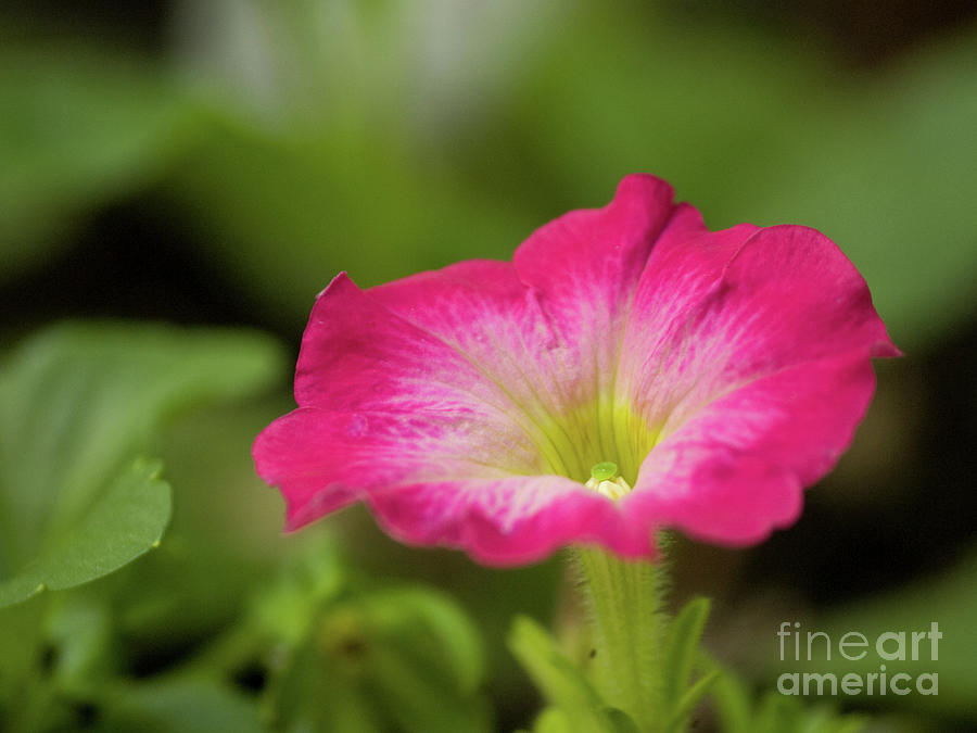 Pink Petunia In Springtime Photograph by Dorothy Lee