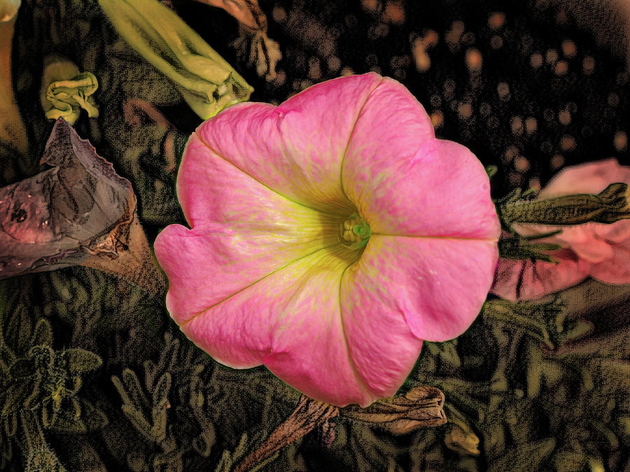 Pink Petunia Mashup Photograph by Bill Swartwout