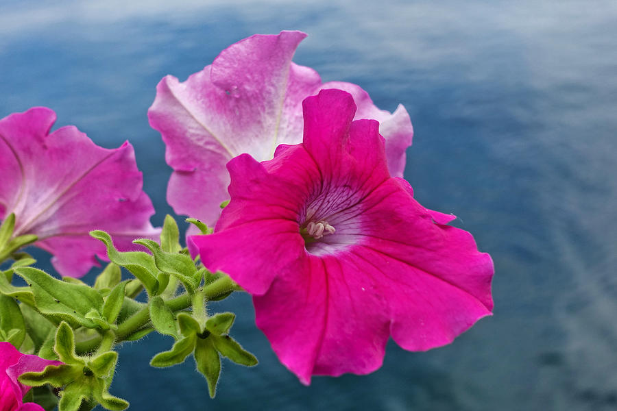 Pink Petunias Above the Lake Photograph by Russ Considine