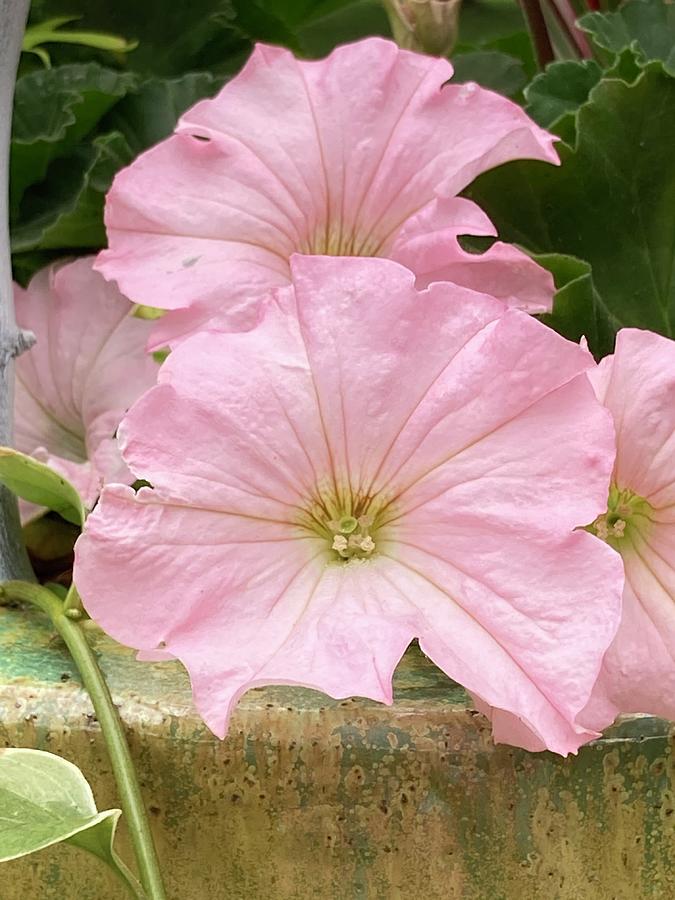 Pink Petunias Photograph by Alice Terrill