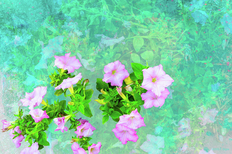 Pink Petunias Color Burst Photograph by Paul Giglia