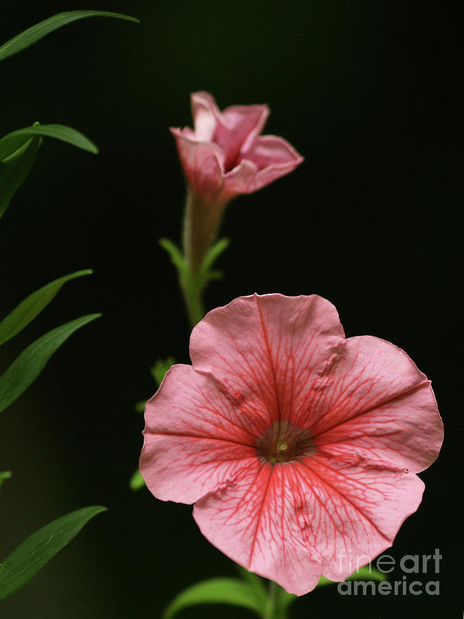 Pink Petunias In The Shadows Of My Garden Photograph by Dorothy Lee