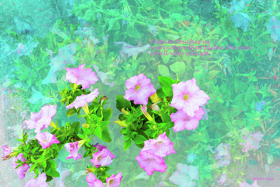 Pink Petunias with Haiku Photograph by Paul Giglia