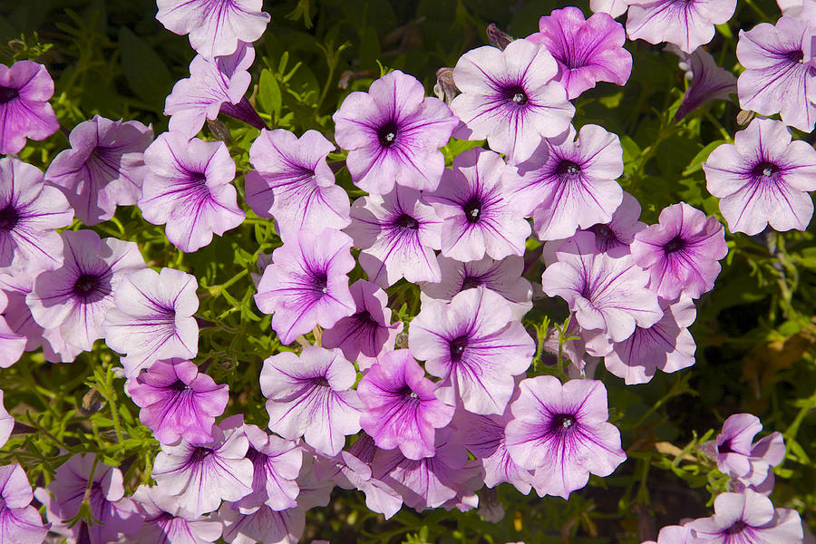 Pink petunias with purple centers Photograph by Barry Winiker