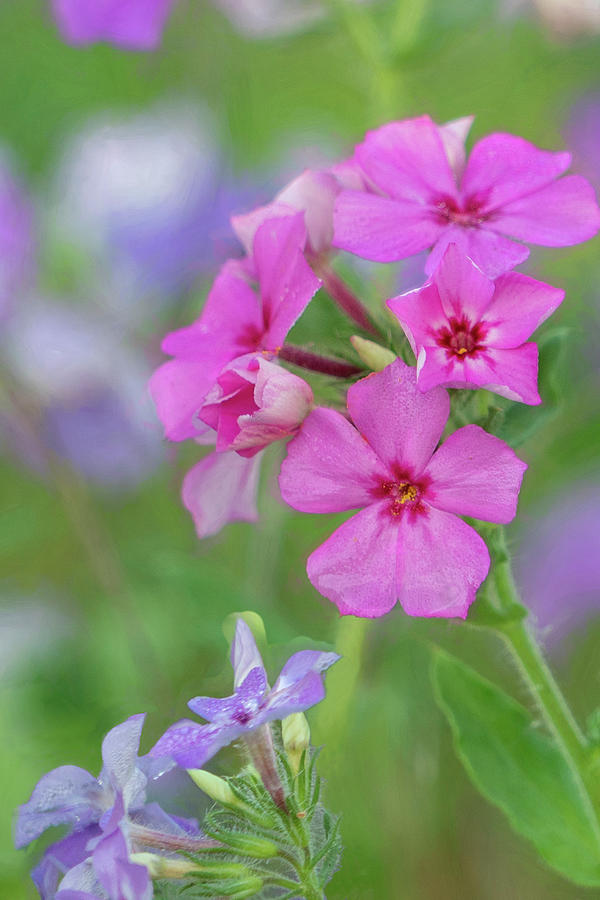Pink Phlox  Photograph by Betty Eich