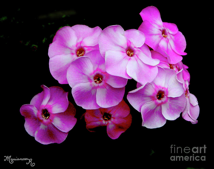 Pink Phlox Photograph by Mariarosa Rockefeller