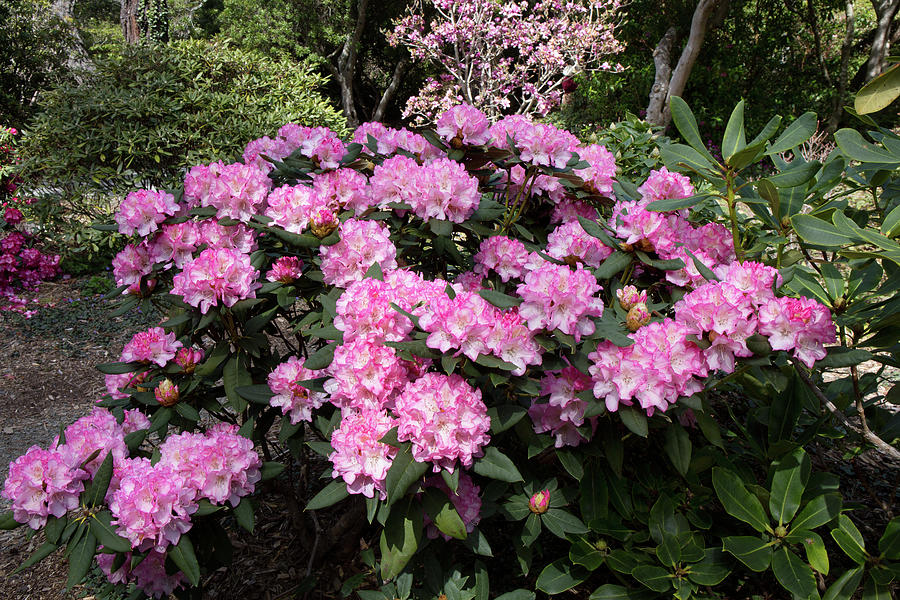 Pink Picotee Rhododendron on the Mendocino Coast Photograph by Kathleen Bishop